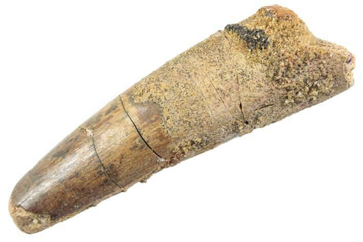 Fossil Spinosaurus Tooth - Feeding Worn Tip #360168
